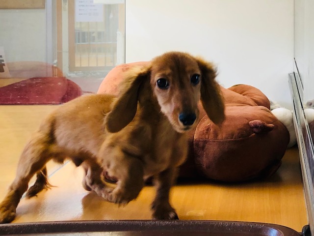 ミニチュアダックス