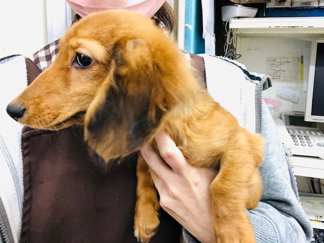 ミニチュアダックス