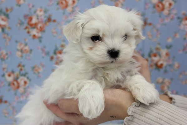 マイペースボーイ♩マルチーズくん男のコ★♂ マルチーズ