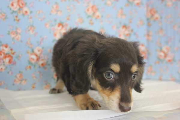 ミニチュアダックス