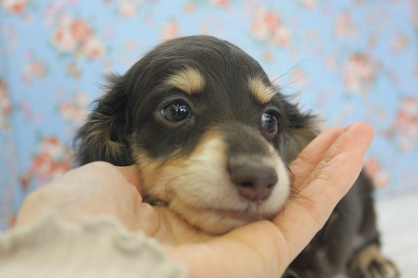 ミニチュアダックス