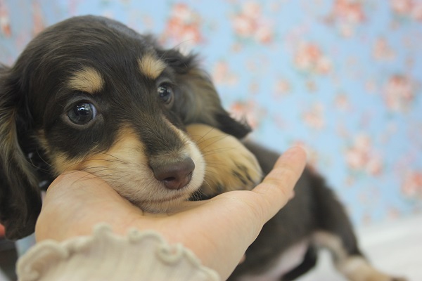 ミニチュアダックス