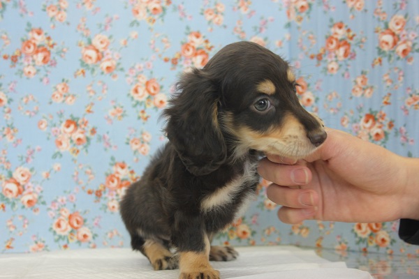 ミニチュアダックス