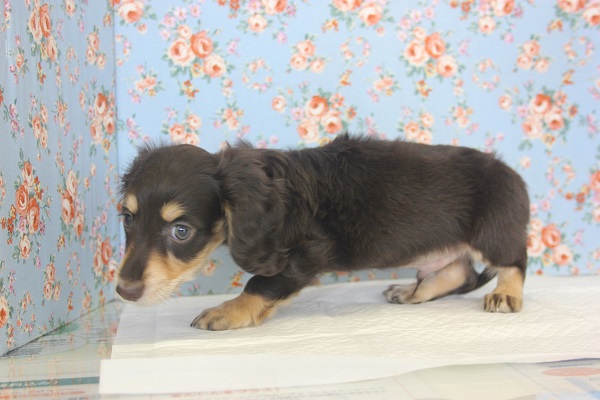 ミニチュアダックス