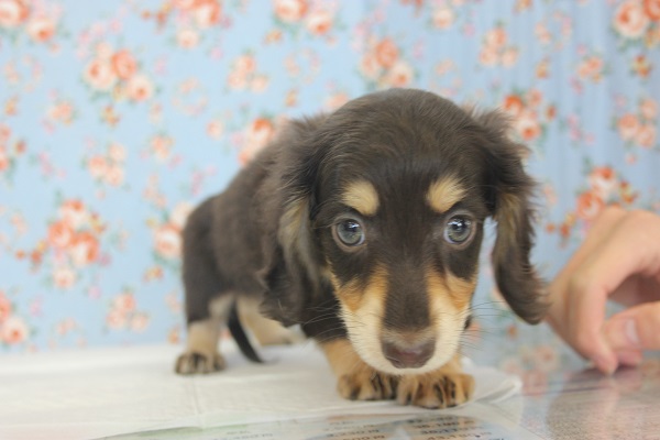 ミニチュアダックス