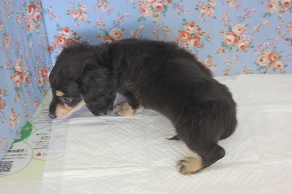 ミニチュアダックス