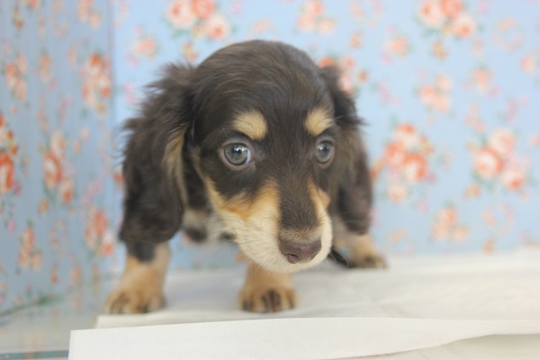 ミニチュアダックス