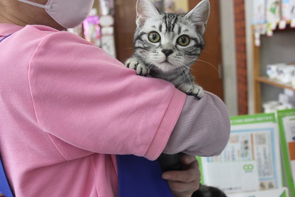 アメリカンショートヘア