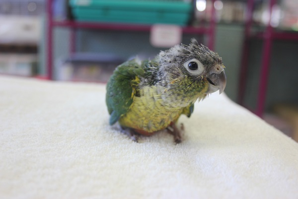 ワキコガネウロコインコ