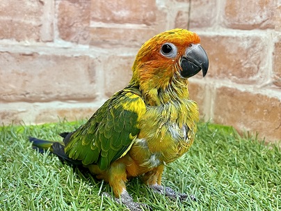 コガネメキシコインコ