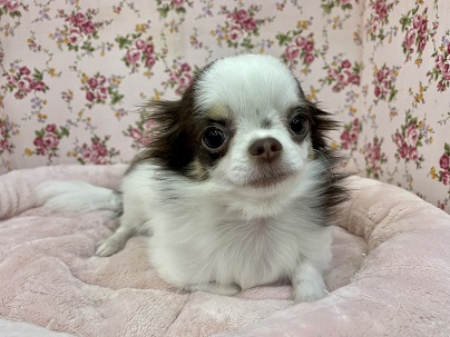 お洋服を着る練習中!! ロングコートチワワの女のコ 2022.2/24撮影 チワワ