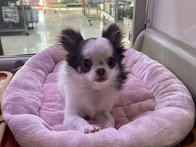 お洋服を着る練習中!! ロングコートチワワの女のコ 2022.2/24撮影 チワワ