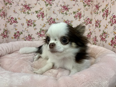 お洋服を着る練習中!! ロングコートチワワの女のコ 2022.2/24撮影 チワワ