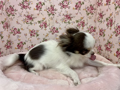 お洋服を着る練習中!! ロングコートチワワの女のコ 2022.2/24撮影 チワワ