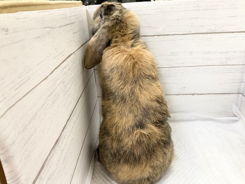 ロップイヤーラビット