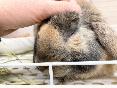 ロップイヤーラビット