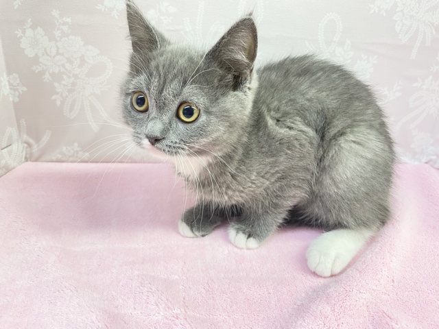 スコティッシュフォールド