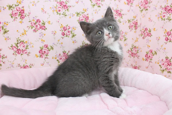 スコティッシュフォールド