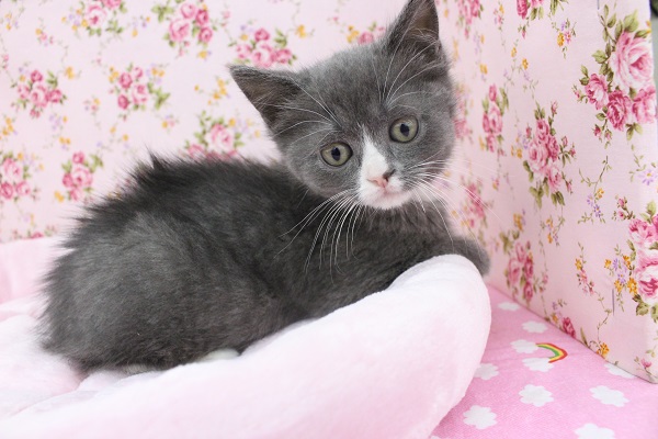 スコティッシュフォールド