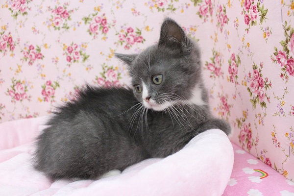 スコティッシュフォールド