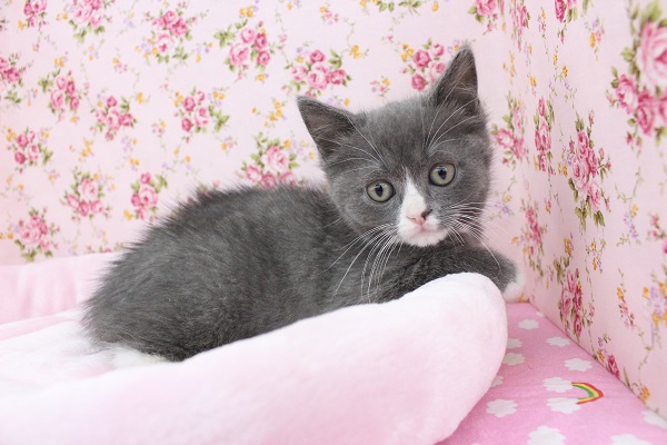 スコティッシュフォールド