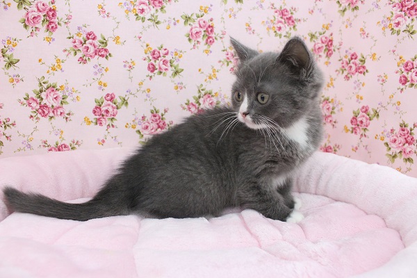 ハチワレちゃんだよ~!スコティッシュフォールド・女の子! スコティッシュフォールド