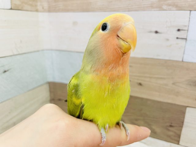 コザクラインコ（小桜インコ）