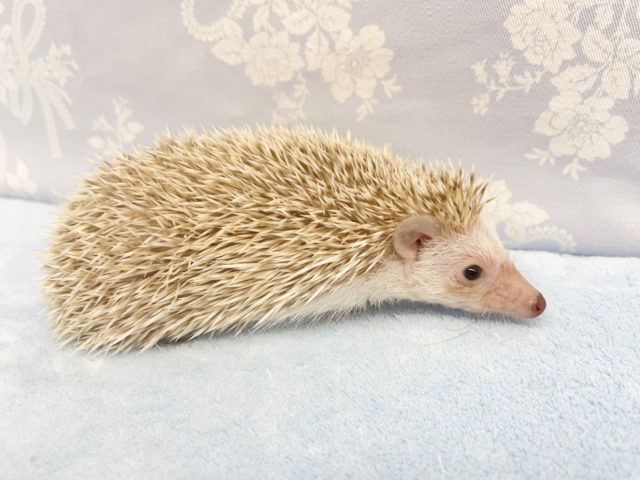 ハリネズミ（ヨツユビハリネズミ）