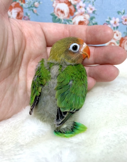 キエリボタンインコ