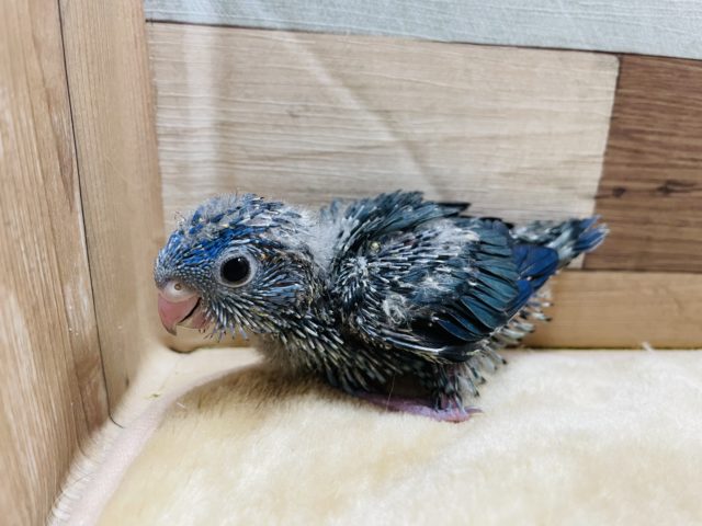 サザナミインコ