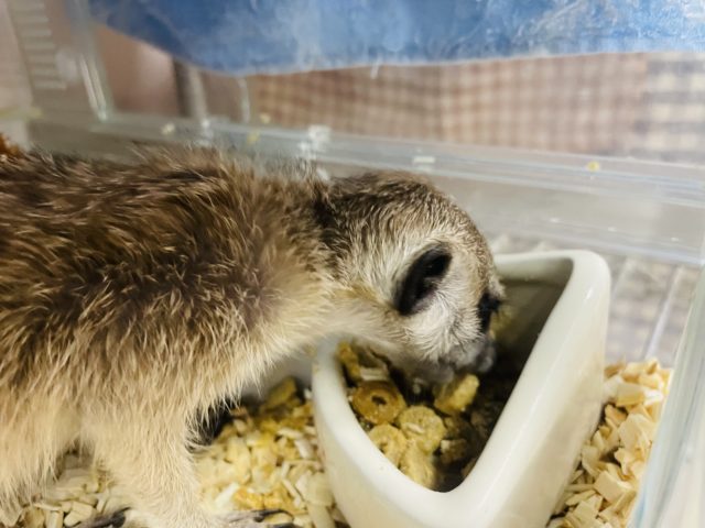 ミーアキャット