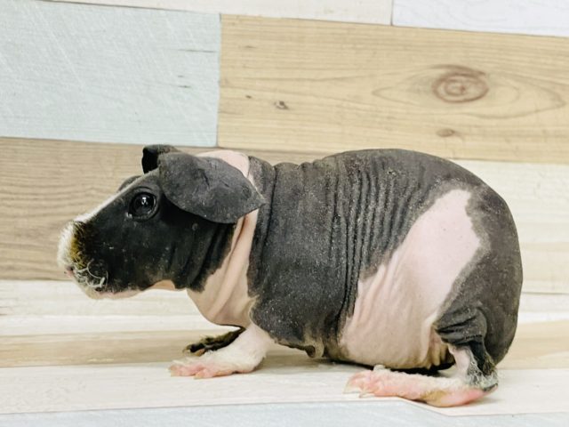 スキニーギニアピッグ