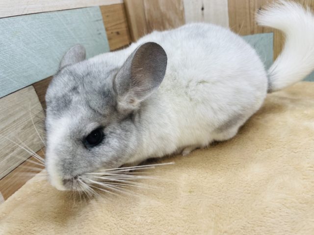 チンチラ