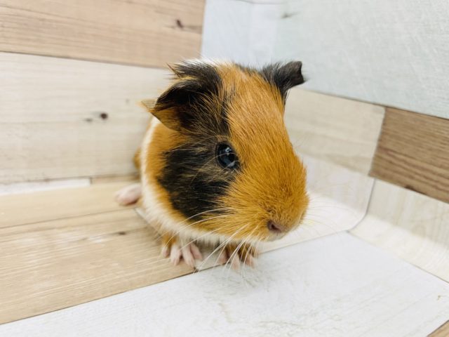 イングリッシュモルモット