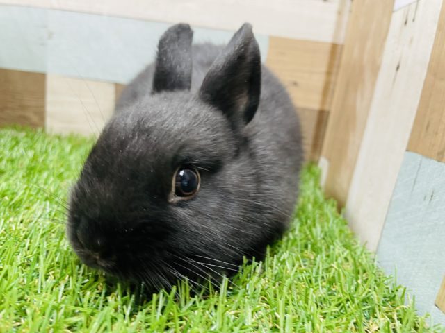 ネザーランドドワーフ