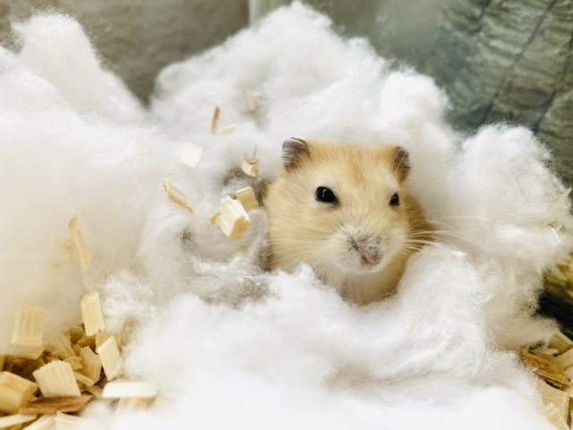 ジャンガリアン