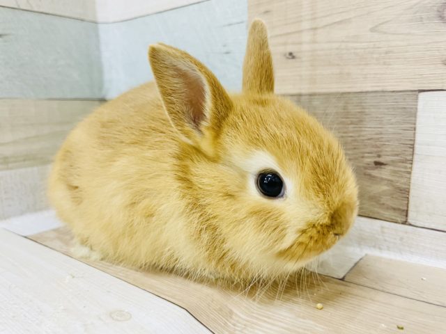 ネザーランドドワーフ