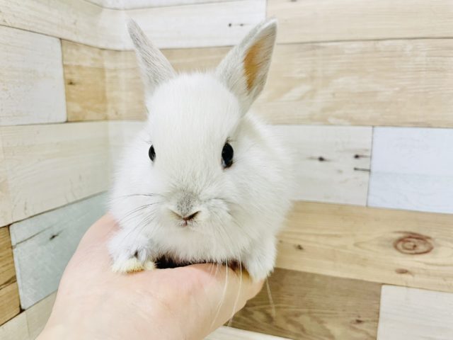 ネザーランドドワーフ