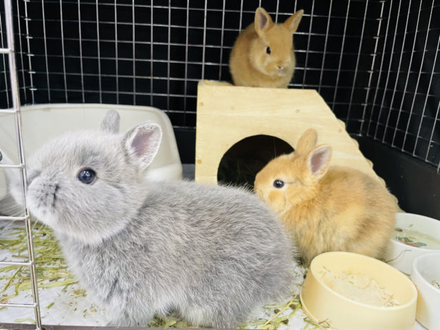 ネザーランドドワーフ