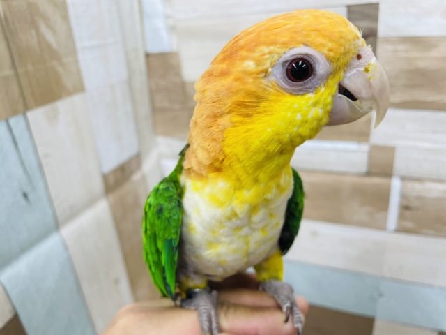 シロハラインコ