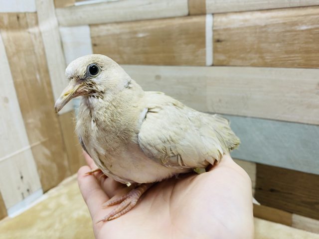 ジュズカケバト