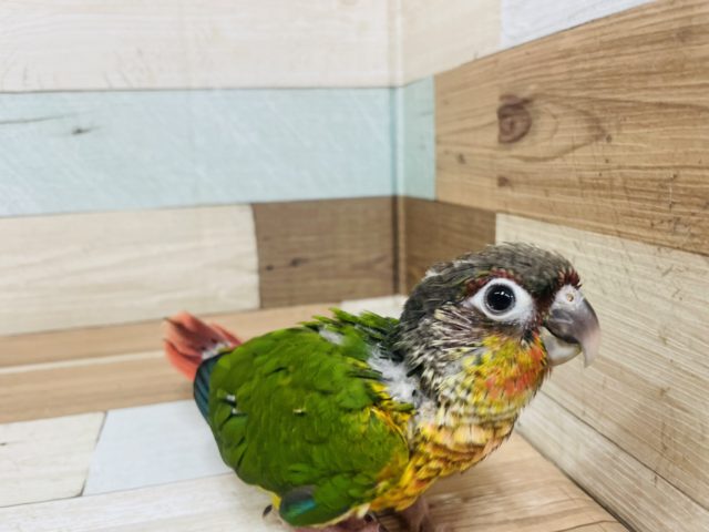 ワキコガネウロコインコ