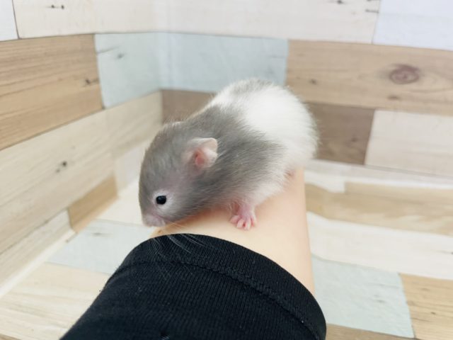 ゴールデンハムスター