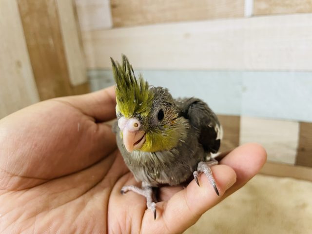 オカメインコ