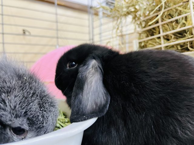 ロップイヤーラビット