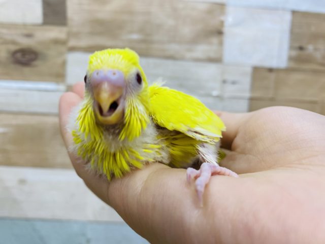 セキセイインコ