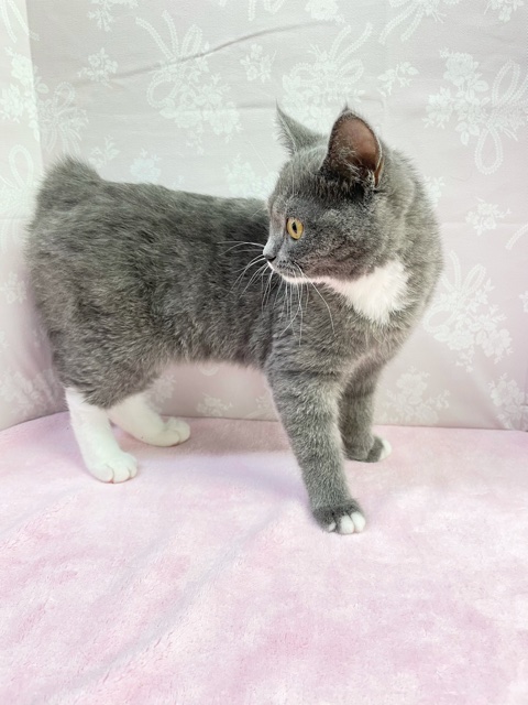 スコティッシュフォールド