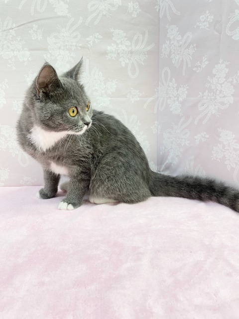 スコティッシュフォールド