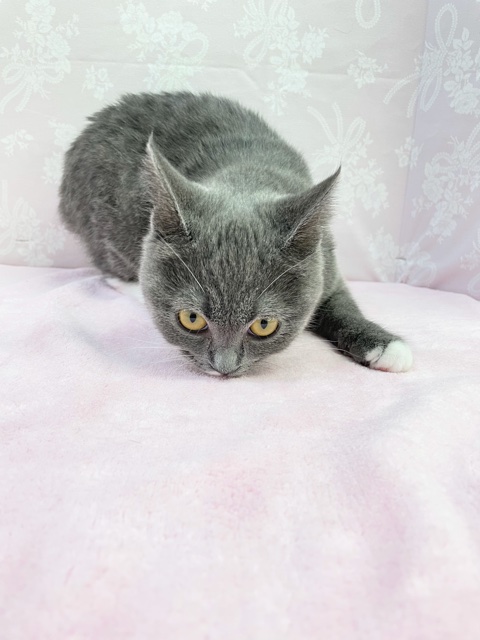 スコティッシュフォールド