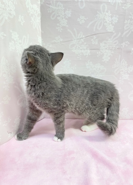 スコティッシュフォールド